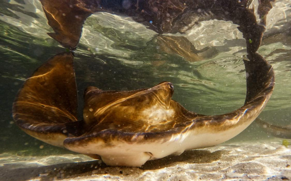 Stingray Snorkel With Entry Pass - We Wander