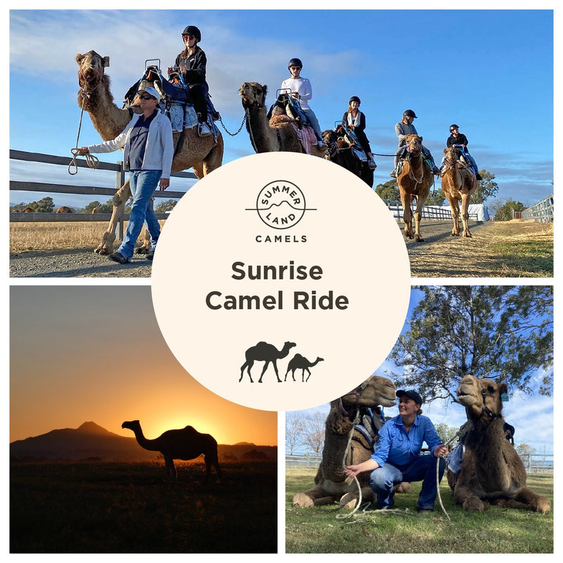 Sunrise Camel Ride - We Wander