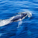 Sunset Sail Or Whale Watching (July - November) - We Wander