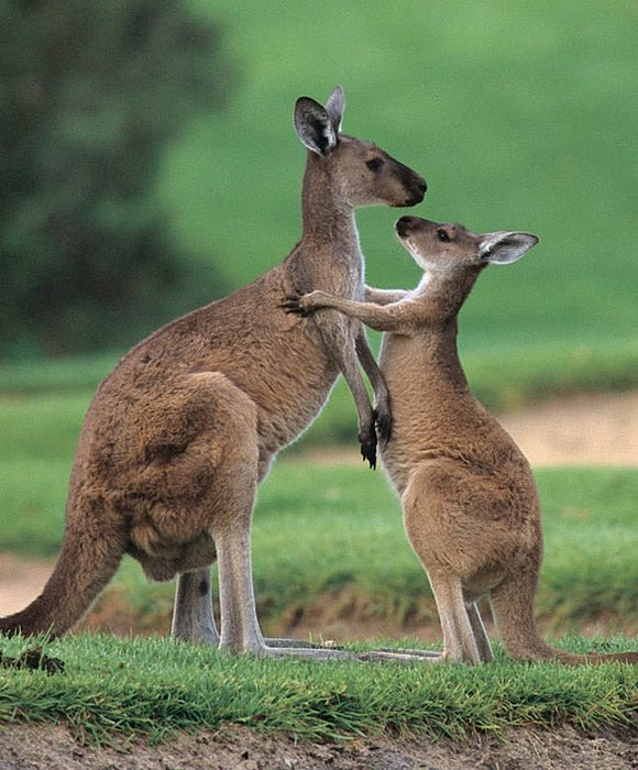 Swan Valley, Wildlife Park, Winery & Fruit Orchard - We Wander