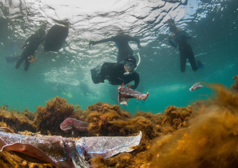 Swim With The Giant Cuttlefish - We Wander