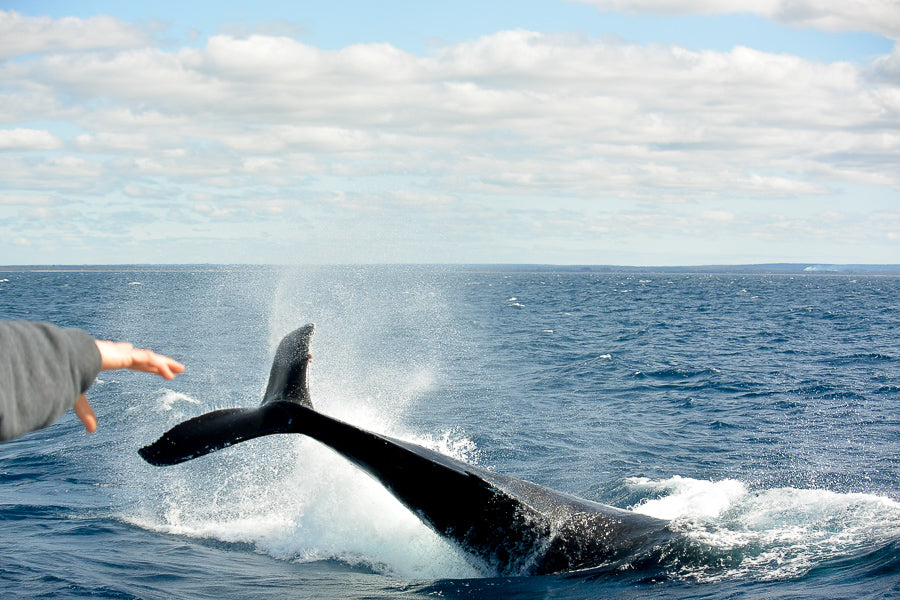 Dunsborough Whale Watching Eco Tours