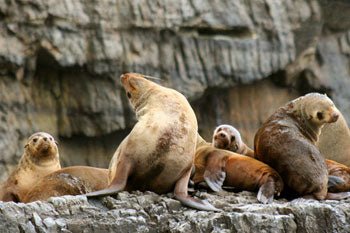 Tasman Island Cruises 3 Hour Cruise - We Wander