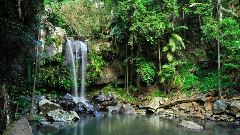 Tastes Of Tamborine Mountain Tour - We Wander