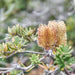 Three Capes & Tukana & Tasman Peninsula Off Peak Explorer - Lutruwita Tasmania - 3 Days - We Wander