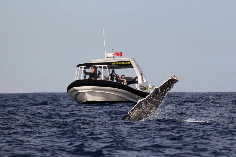 Coastal Express 2Hr Mooloolaba Whale Watching Experience