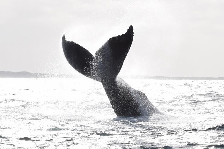 Augusta Whale Watching