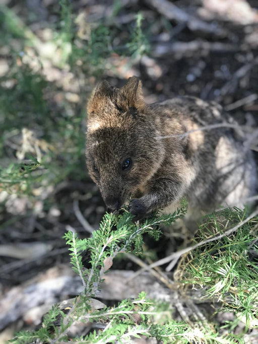 Wadjemup (Rottnest Island) Aboriginal Tour - We Wander