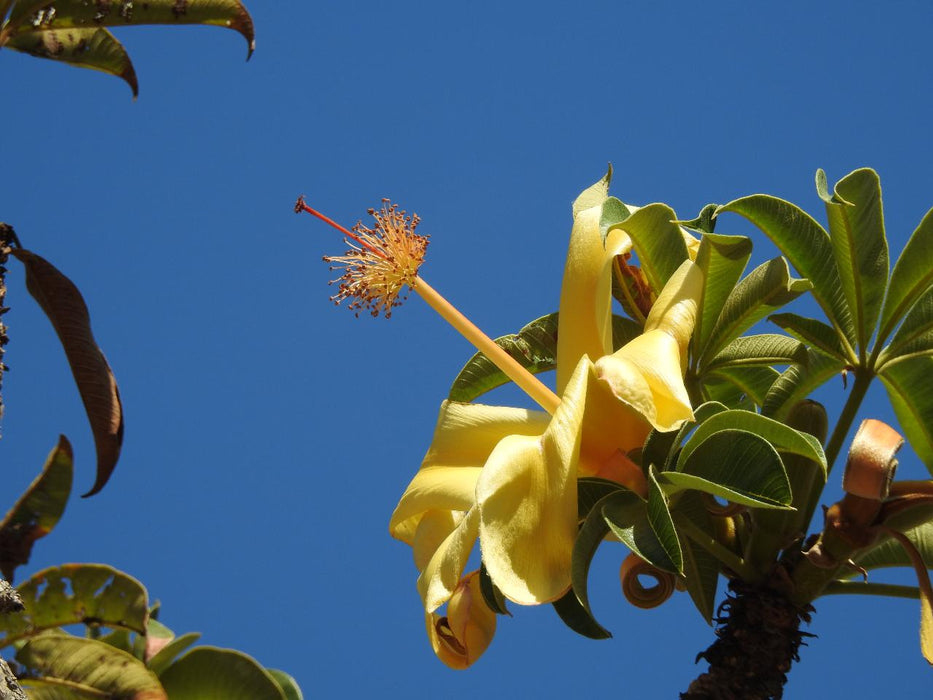 Walk The Botanic Gardens - We Wander