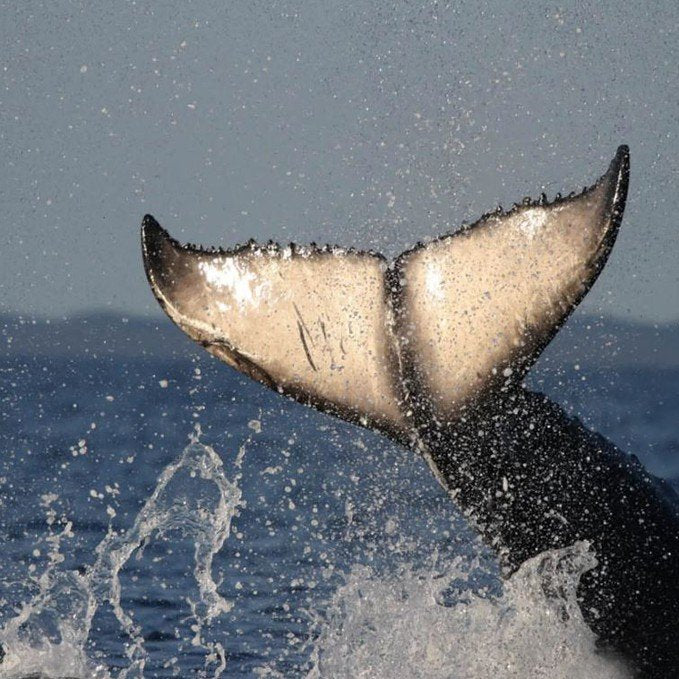 Hervey Bay's Ultimate Whale Watch