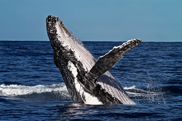 Whale Watching In A Private Boat