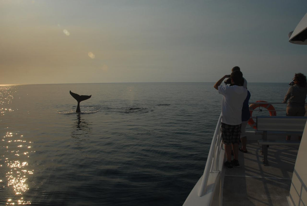 Whalesong Whale Watch Tour