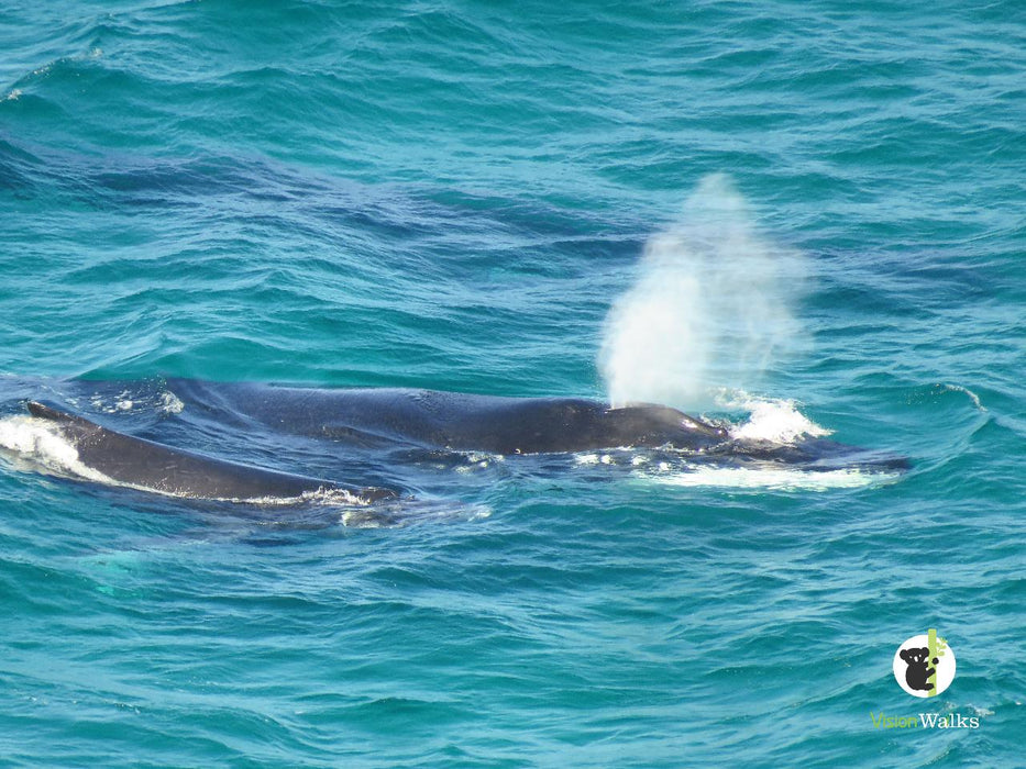 Byron Bay Tour