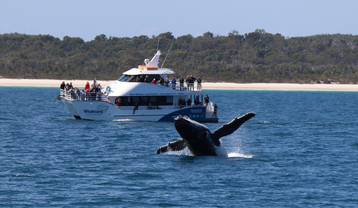 Whalesong Whale Watch Tour - We Wander