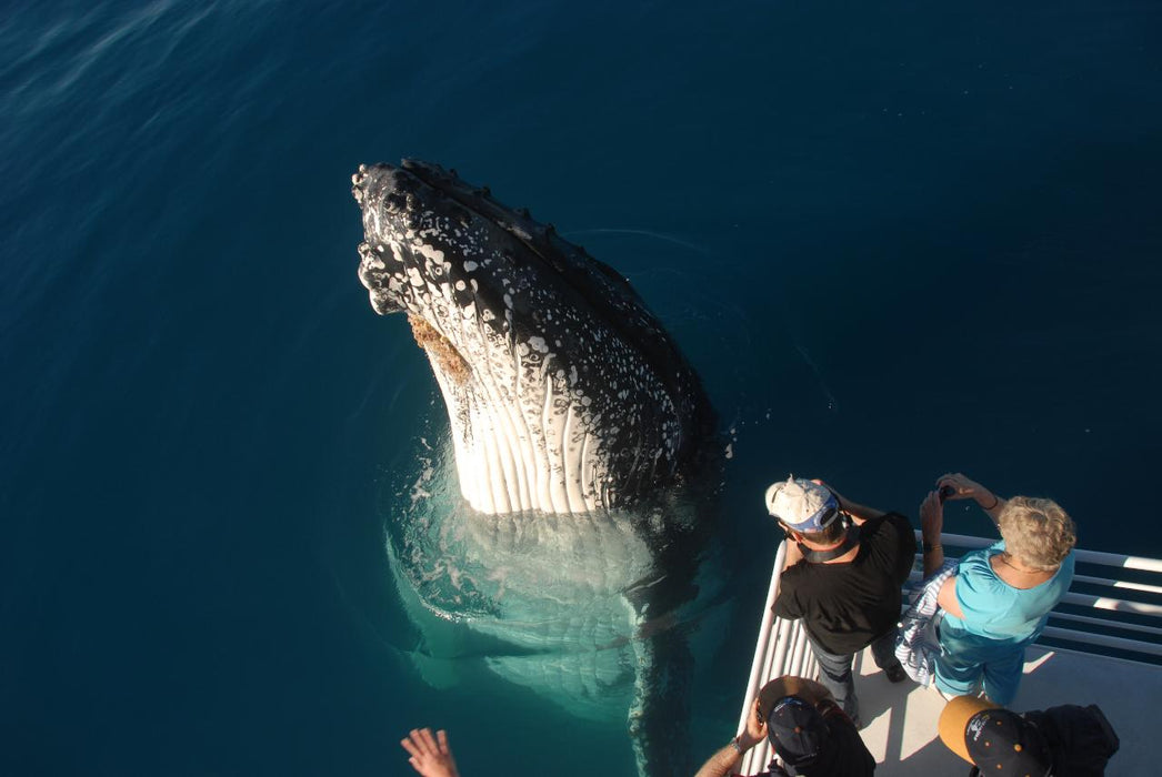 Whalesong Whale Watch Tour - We Wander