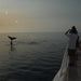 Whalesong Whale Watch Tour - We Wander