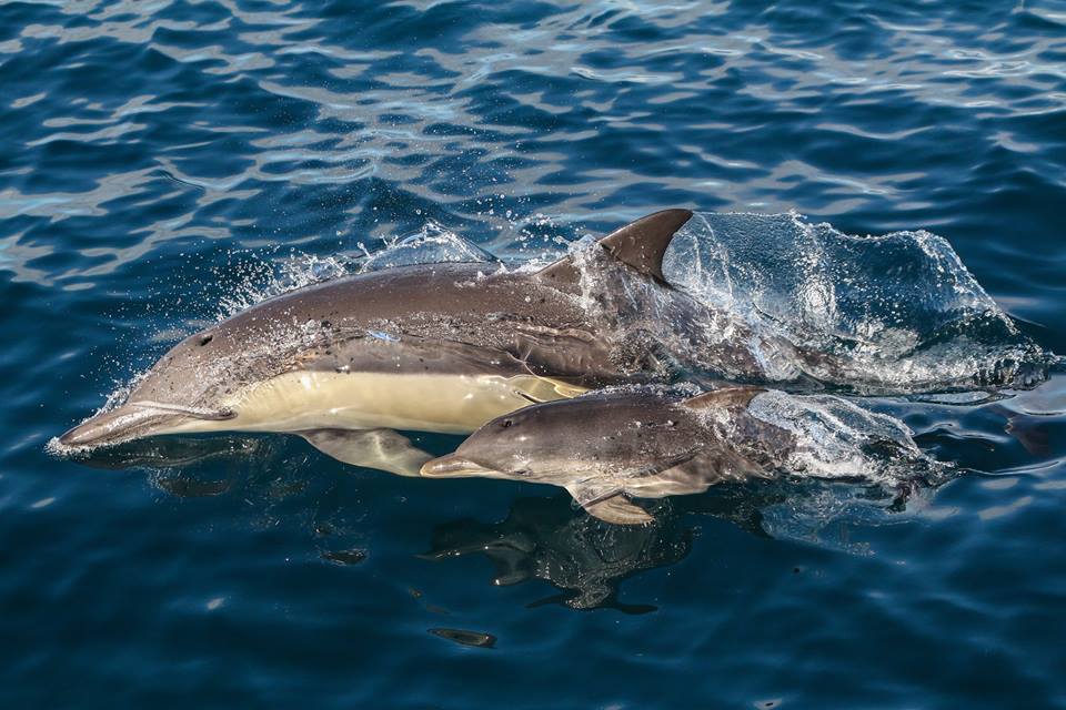 Wild Dolphin Watch - We Wander