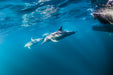 Wild Dolphin Watch - We Wander