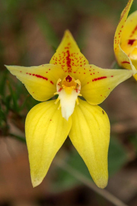 Wild Flowers And Orchids Of Western Australia Photographic Day Tour - We Wander