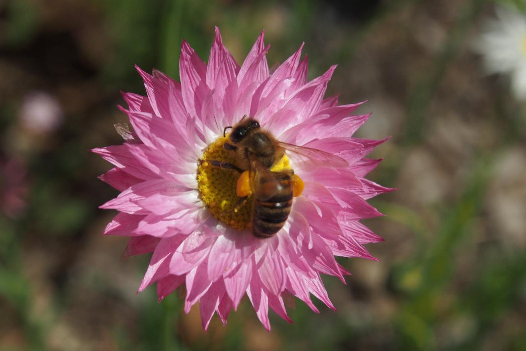 Wild Flowers And Orchids Of Western Australia Photographic Day Tour - We Wander