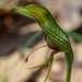 Wild Flowers And Orchids Of Western Australia Photographic Day Tour - We Wander