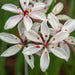 Wild Flowers And Orchids Of Western Australia Photographic Day Tour - We Wander