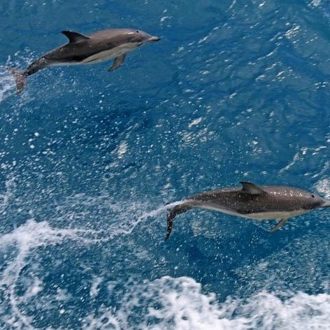 Wilsons Prom – Whale Cruise - Family - We Wander