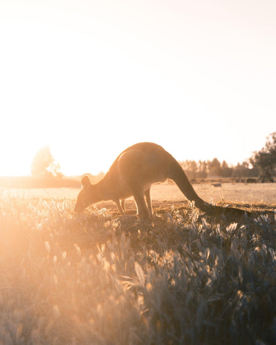 Wilsons Promontory Day Tour - We Wander