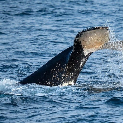 Winter Whale Cruise - Family - We Wander