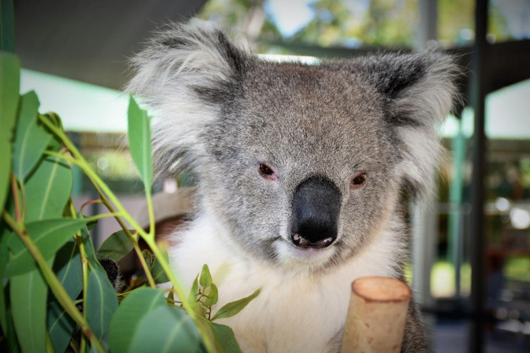 Yanchep, Lancelin, And Pinnacles Exclusive Private Full Day Tour - We Wander