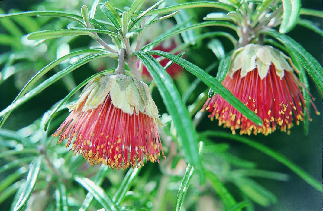 Yanchep National Park & Crystal Cave - We Wander