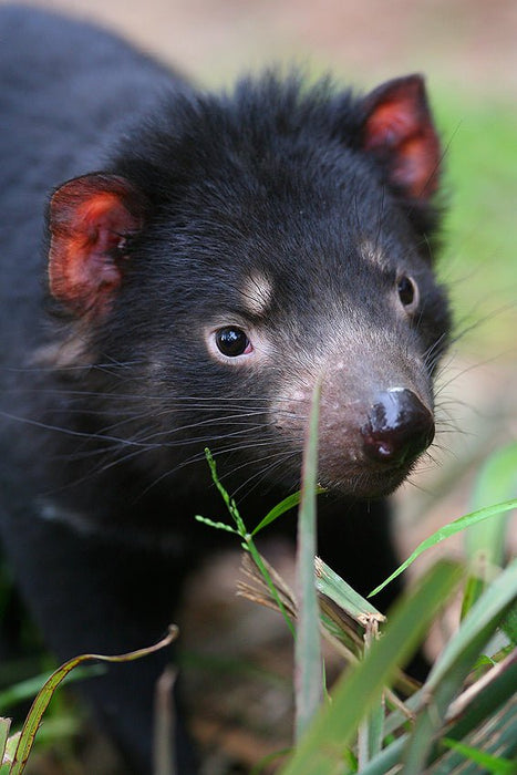 Yarra Valley Wildlife, Wine & Food Day Tour - We Wander