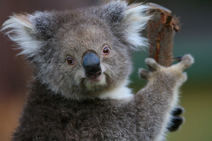 Yarra Valley Wildlife, Wine & Food Day Tour - We Wander